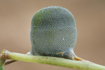 close-up of Ustilaginoideae fungus on living bamboo branch in tropical rainforest in Costa Rica