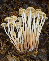 cluster of Marasmius tropalis mushrooms on forest floor in tropical rainforest in Costa Rica