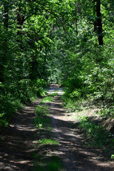 Obraz premium Sun rays in a beautiful green forest. Forest background can be used as wallpaper.