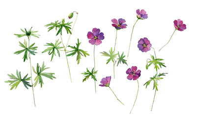 Set of wood crane's -bill , forest geranium