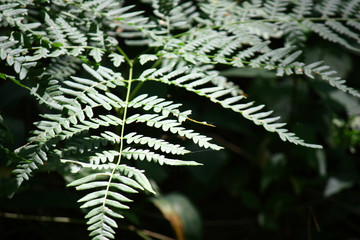 Sun rays in a beautiful green forest. Forest background can be used as wallpaper.