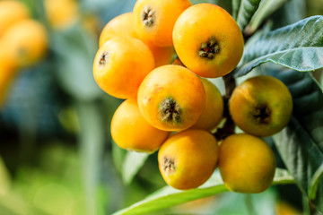 Ripe fruit loquat on tree in the garden