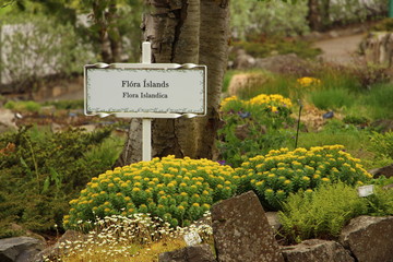 Fiori d'Islanda