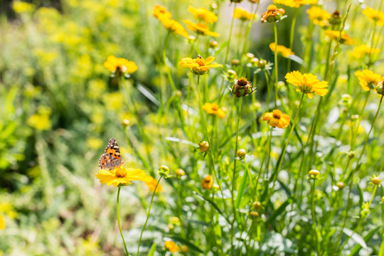 Batterfly on a yellow flowers at sunny summer day.