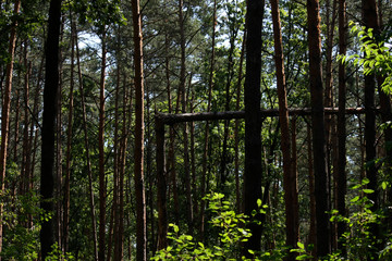 Sun rays in a beautiful green forest. Forest background can be used as wallpaper.