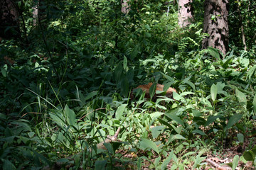Sun rays in a beautiful green forest. Forest background can be used as wallpaper.