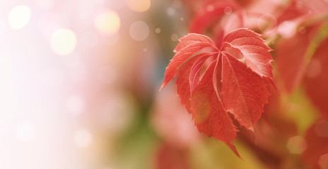 Autumn natural bokeh background with red leaves, fall landscape, banner with place for text