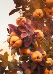 Yellow ripe quince on tree, autumn nature landscape