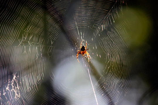 Spider crusader on cobweb in summer forest