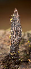 close-up of Xylaria longiana fungus on wood in Arkansas