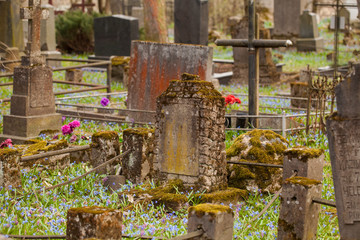 Impressive bloom of scilla siberica (squill) during springtime, in old Bernardinai cemetery,...