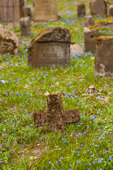 Impressive bloom of scilla siberica (squill) during springtime, in old Bernardinai cemetery, Vilnius, Lithuania.
