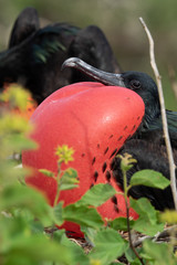 Galapagos Fregat Vogel