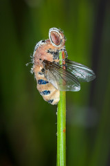 close-up of zombie fungus Entomophthora muscae on cluster of pine needles