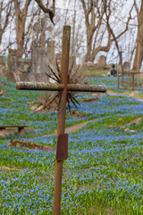 Impressive bloom of scilla siberica (squill) during springtime, in old Bernardinai cemetery, Vilnius, Lithuania.