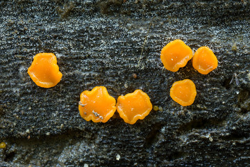 Miladina lecithina cup fungus on wet wood