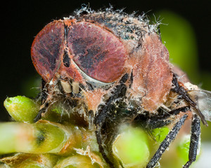 close-up of zombie fungus Entomophthora muscae on cluster of pine needles