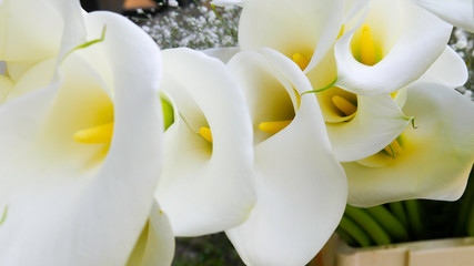 White calla lily - white Zantedeschia aethiopica flower