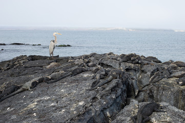 Galapagos Inseln