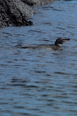 Galapagos Inseln