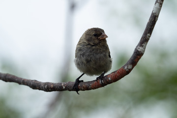 Galapagos Inseln