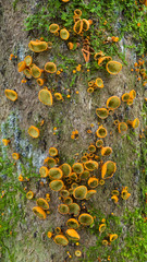 Cordieritidaceae cup fungi on bamboo in Atlantic rainforest in Argnentina
