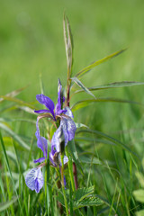 Irisblüten beim Eirksircher Ried am Bodensee