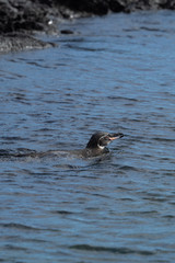 Pinguin auf Galapagos