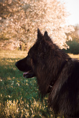 German shepherd walking in the Park in the evening. Evening walk in hot summer. Rest in the shade of trees
