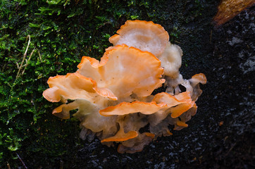 Aurantiopileus mayanensis polypore mushroom in Andean rainforest in Bolivia