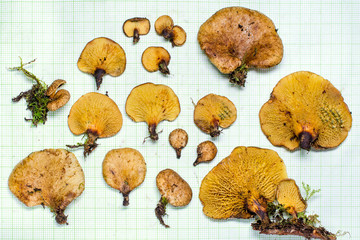 Gyrodon exiguus mushrooms against grid background from Andean rainforest in Bolivia