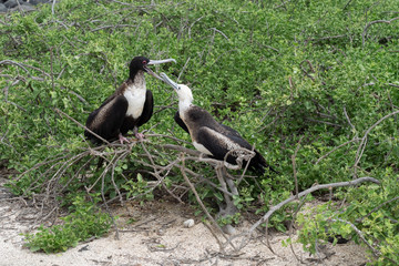 Fregattvögel  Galapagos