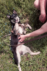 A man scratches the belly of a husky puppy that lies on the grass. A small dog lies on the grass on a Sunny summer day
