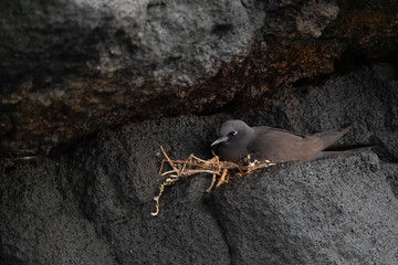 Galapagos Landschaften