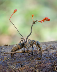zombie fungus Ophiocordyceps australis in Amazon rainforest in Bolivia