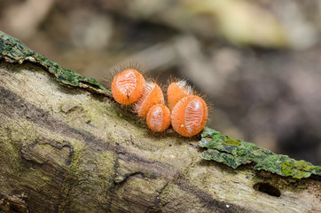 Cookeina tricholoma fungus in Amazon rainforest in Bolivia