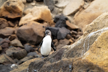 Galapagos landschafte und vögel