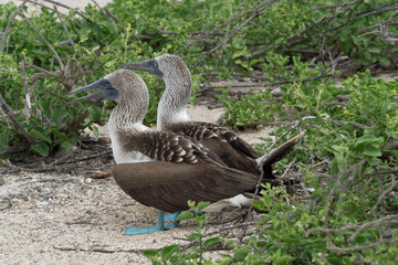 Galapagos landschafte und vögel