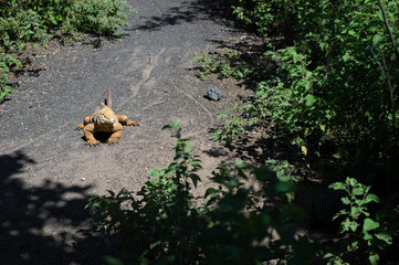 Galapagos landschafte und vögel