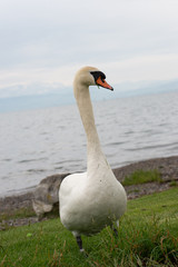 Friedrichshafen am Bodensee