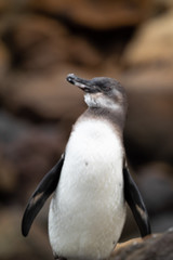 Galapagos landschafte und vögel
