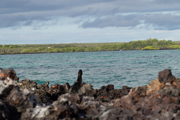Galapagos landschafte und vögel