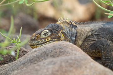 Galapagos landschafte und vögel