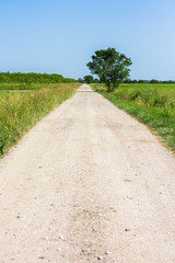 Country dirt road leading away, surrounded with green grass and one lonely tree by the road, on a hot summer day, with bright blue sky