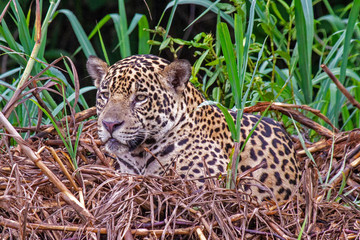 Jaguars On The Cuiaba River, Brazil