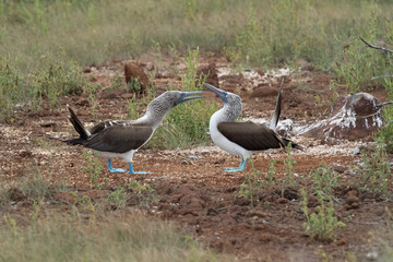 Galapagos landschafte und vögel