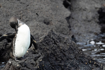 Galapagos Tiere und landschafte