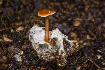 Mushroom on skull in Amazon rainforest in Bolivia