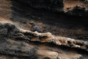 Galapagos Tiere und landschafte