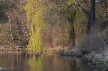 Wiosenny brzeg jeziora © Tomek Kiecana